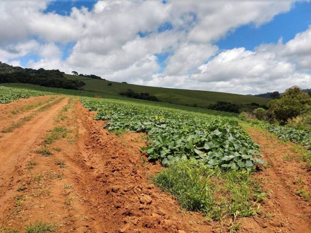 #26 - Chácara para Venda em Ipuiúna - MG - 1