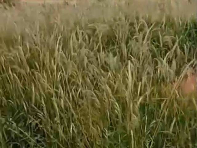 #44 - Chácara para Venda em Congonhal - MG - 1